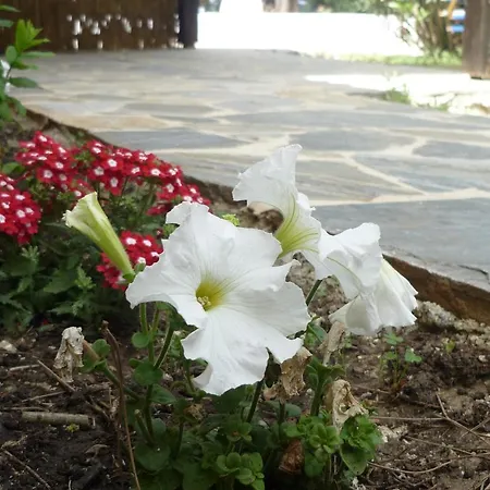 Pensiune agroturistice Myrties Stone - Ta Petrina