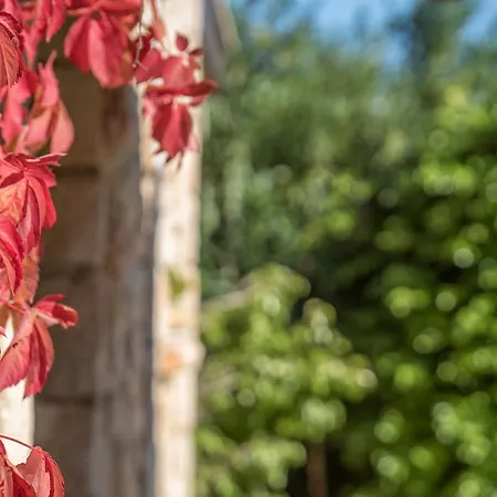 Myrties Stone - Ta Petrina Pensiune agroturistice